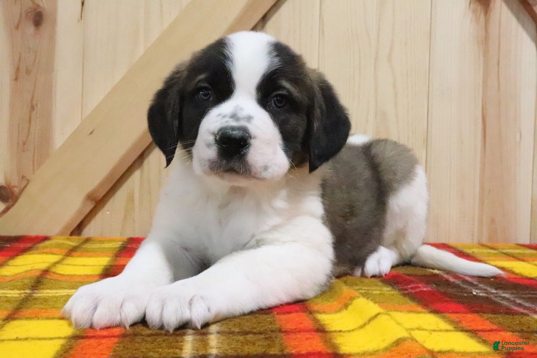 Saint Bernard dogs for sale: Starr - Ad 4