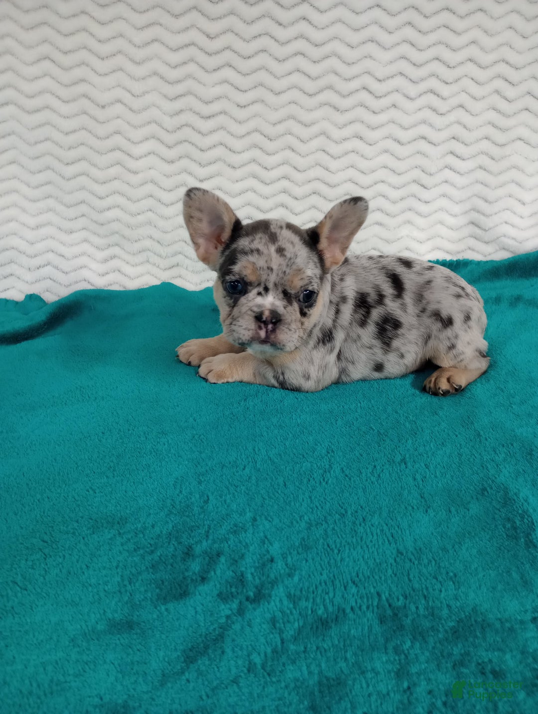 French Bulldog dogs for sale: Holly  - Ad 3