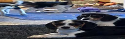 Beagle dogs for sale: Josie - Ad 6