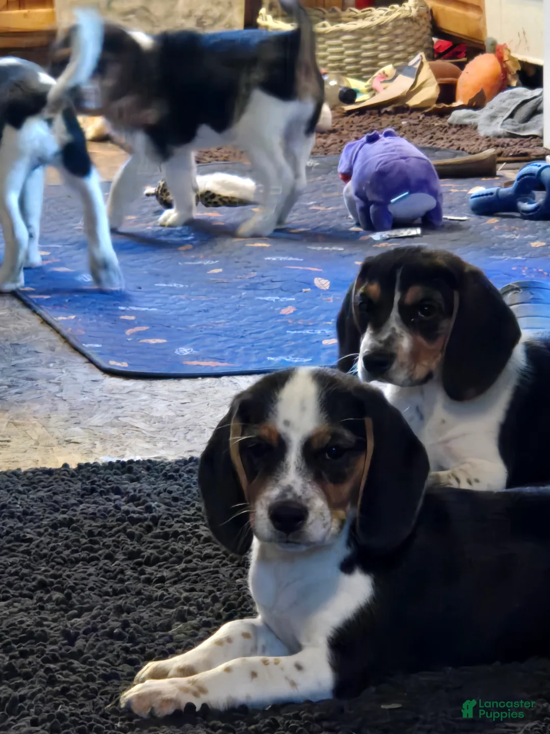 Beagle dogs for sale: Josie - Ad 6