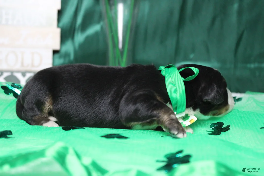 Bernese Mountain Dog dogs for sale: Cooper  - Ad 6