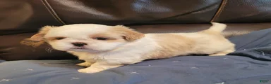 Shih Tzu Male