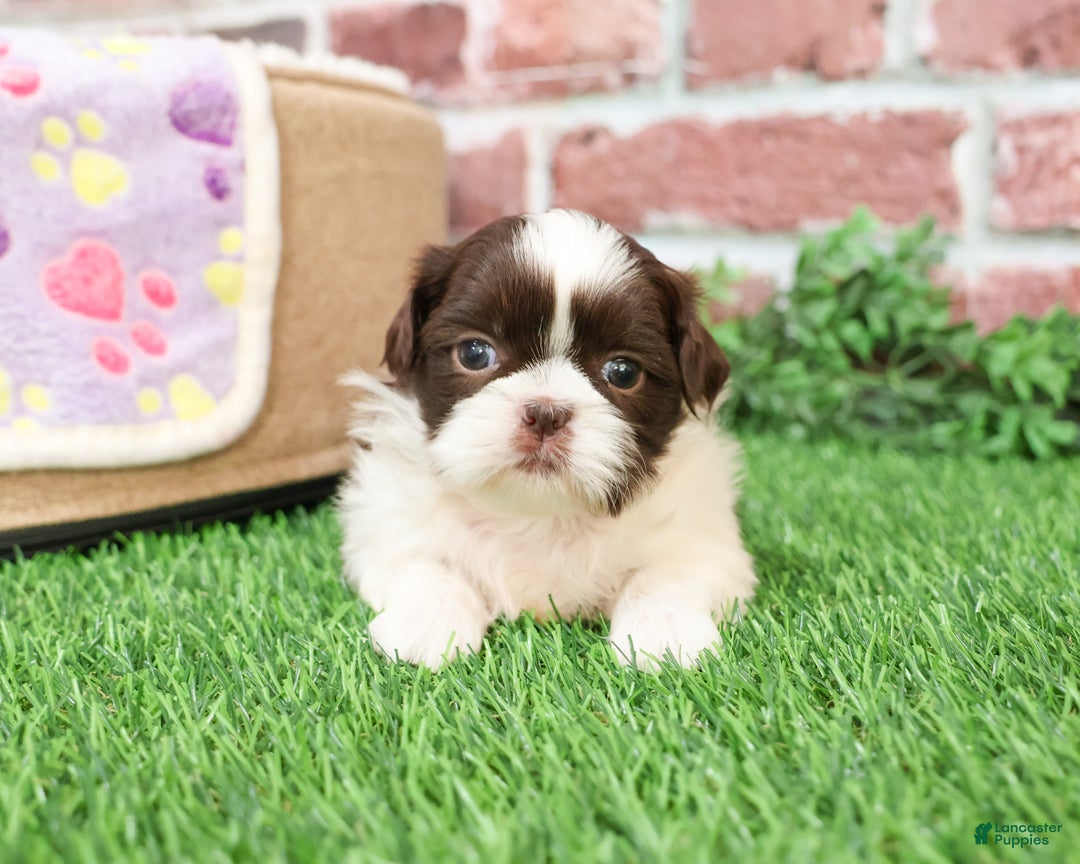 Shih Tzu dogs for sale: Arya - Ad 3