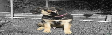 Pink Collar Male — German Shepherd Puppy, Dayton Ohio