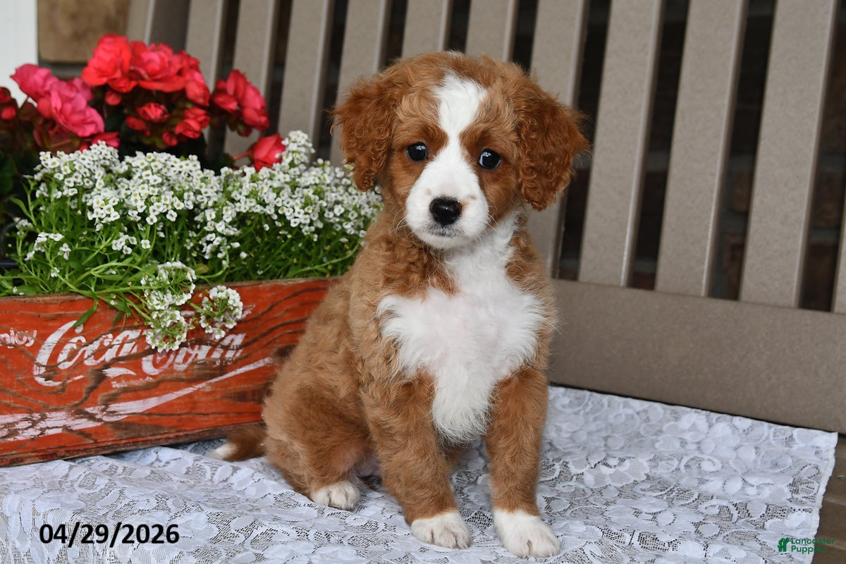 Cavapoo dogs Rose  - Ad 1