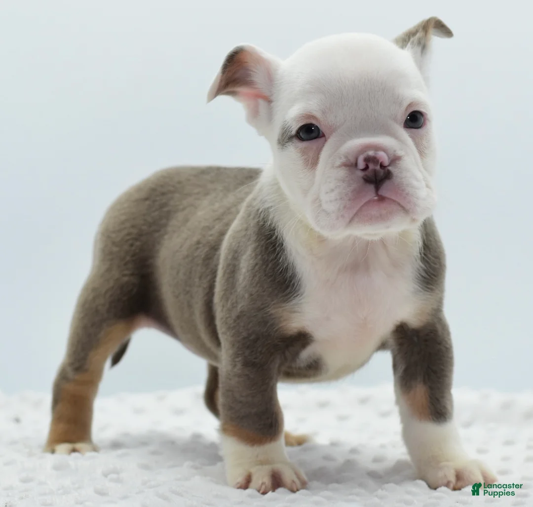 Mixed Breed dogs for sale: Lily tricolor hybrid  - Ad 17