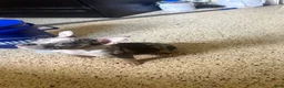 American Bully dogs for sale: American Bully Puppy 4 - Ad 2