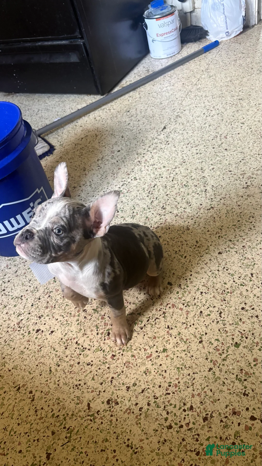 American Bully dogs for sale: American Bully Puppy 4 - Ad 2