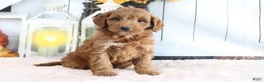 Mindy