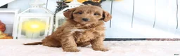 Mini Goldendoodle dogs for sale: Mindy - Ad 1
