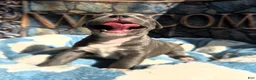 American Bully dogs for sale: "DMX" BLUE NOSE / BLUE EYES - Ad 7