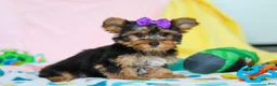 Yorkshire Terrier dogs for sale: Macie - Ad 3