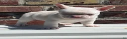 French Bulldog dogs for sale: Pinkey  - Ad 3