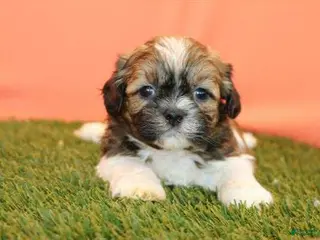 Shih Tzu dogs Max - Ad 6