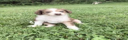 Aussiedoodle dogs for sale: Judy - Ad 4