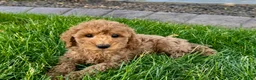 Cockapoo dogs for sale: Howie - Ad 6