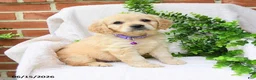 Miniature Golden Retriever dogs for sale: Oaklynn - Ad 1