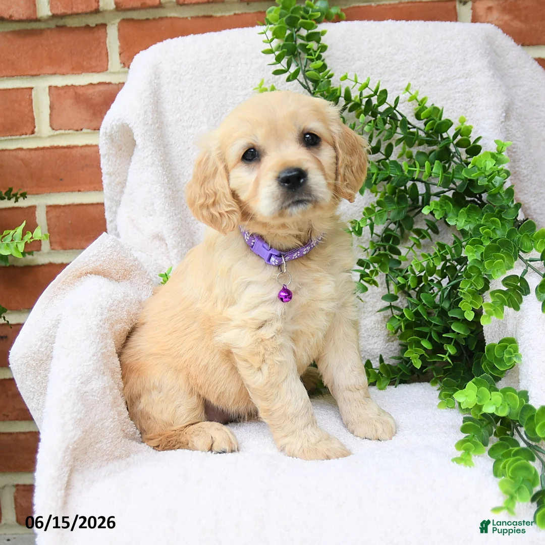 Miniature Golden Retriever dogs for sale: Oaklynn - Ad 1