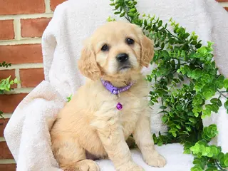Miniature Golden Retriever dogs for sale: Oaklynn - Ad 4