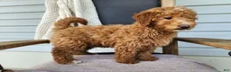 Mini Bernedoodle dogs for sale: Dallas - Ad 10