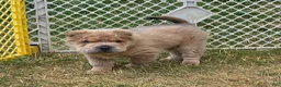 Shar Pei dogs for sale: Roman - Ad 1