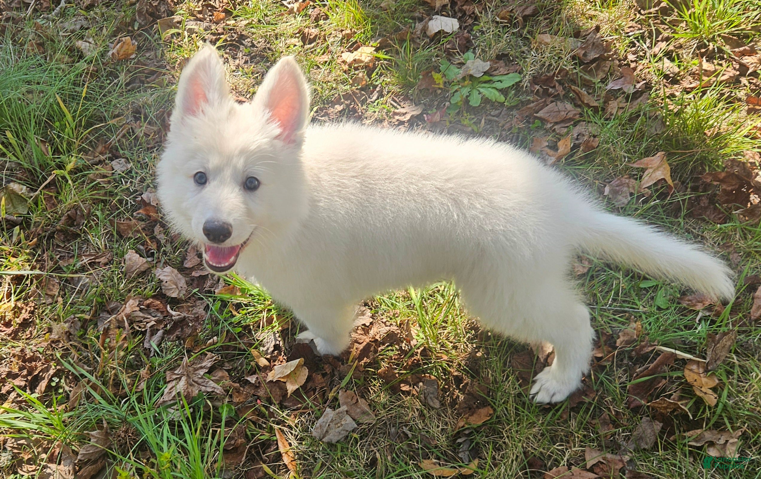 German Shepherd dogs for sale: German Shepherd 1 - Ad 1
