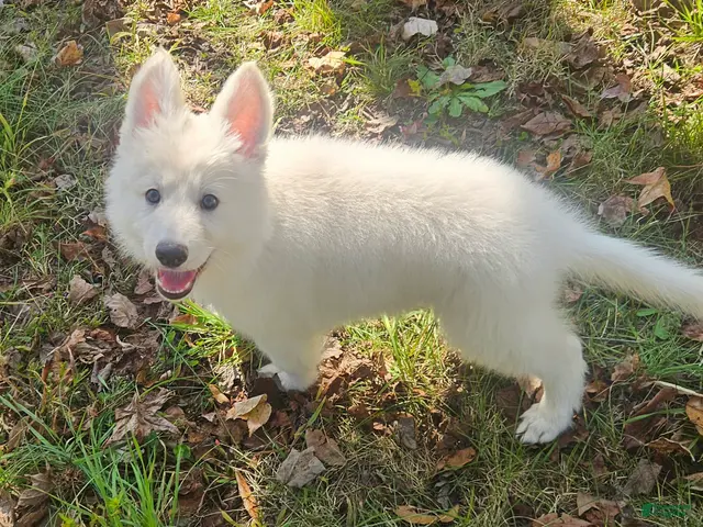 German Shepherd dogs for sale: German Shepherd 1 - Ad 1