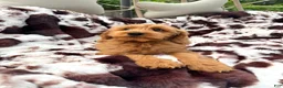 Mini Goldendoodle dogs for sale: Dolly - Ad 3