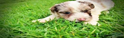 Havapoo dogs for sale: Simba - Ad 9