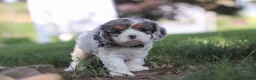 Cavapoo dogs for sale: Kai - Ad 4