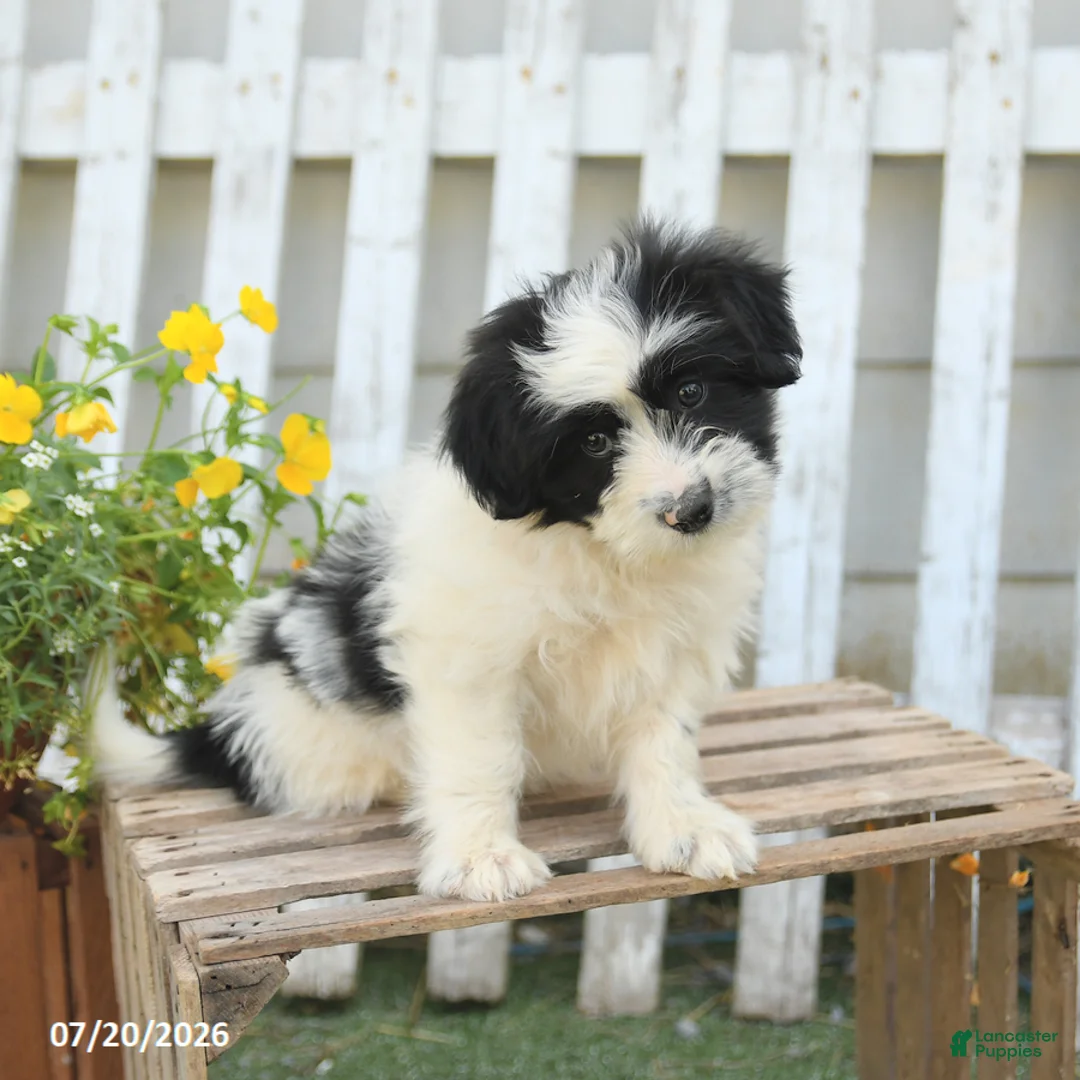 Mixed Breed dogs for sale: Teddy - Ad 3