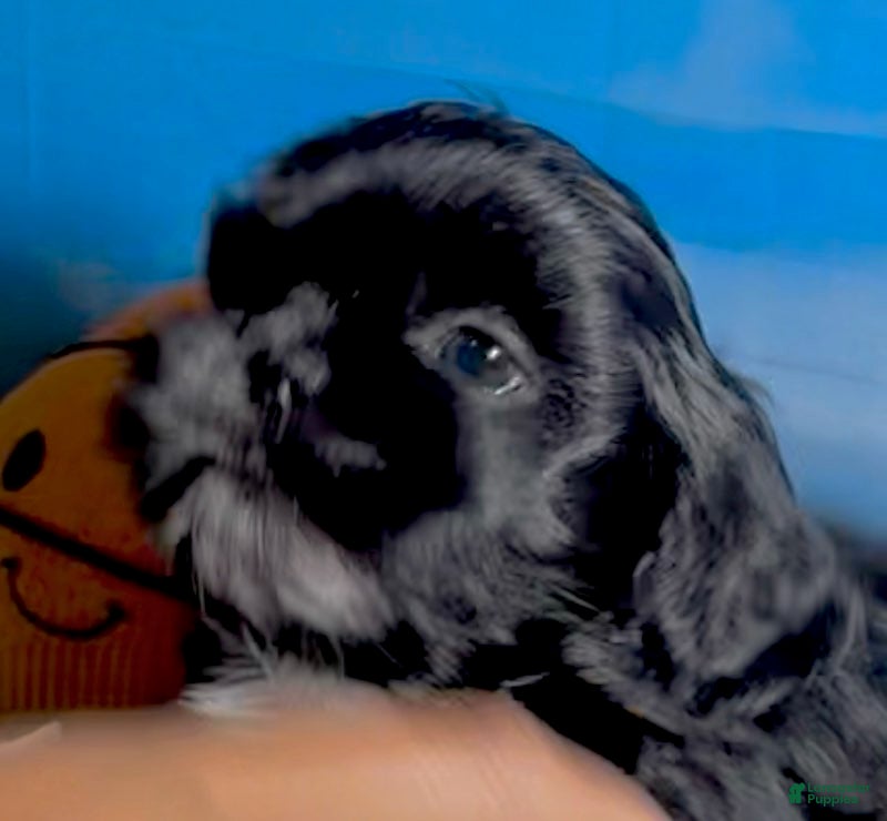 Shih Tzu dogs Nestle (dark coco) - Ad 2