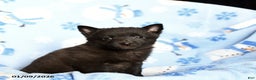 Schipperke dogs for sale: Rumble - Ad 1