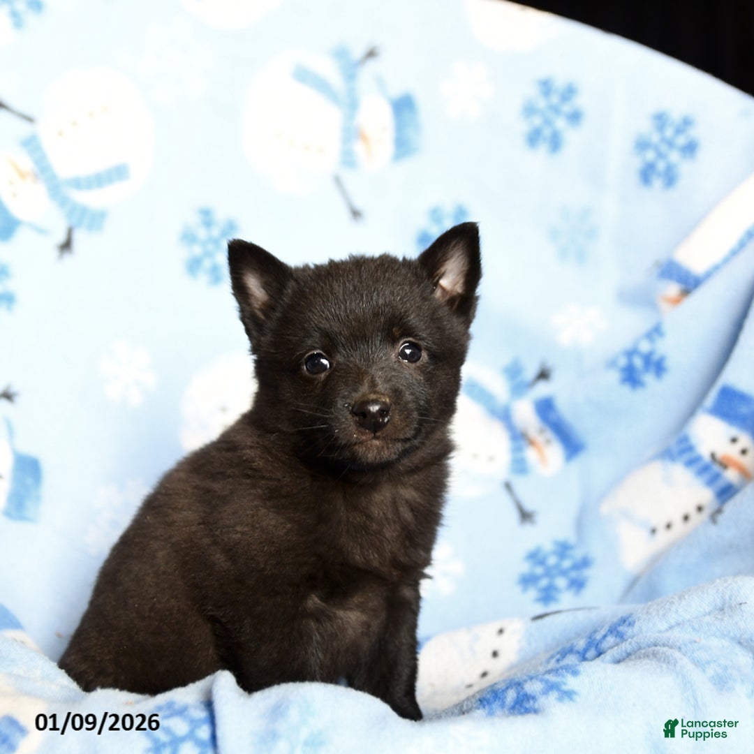 Schipperke dogs for sale: Rumble - Ad 1