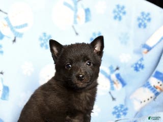 Schipperke dogs Rumble - Ad 3