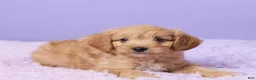 Cavapoo dogs for sale: Asher - Ad 4