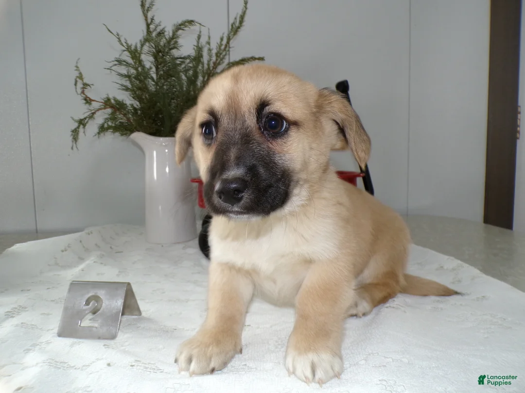 Mixed Breed dogs for sale: Mixed Breed Puppy 2 Oliver - Ad 1