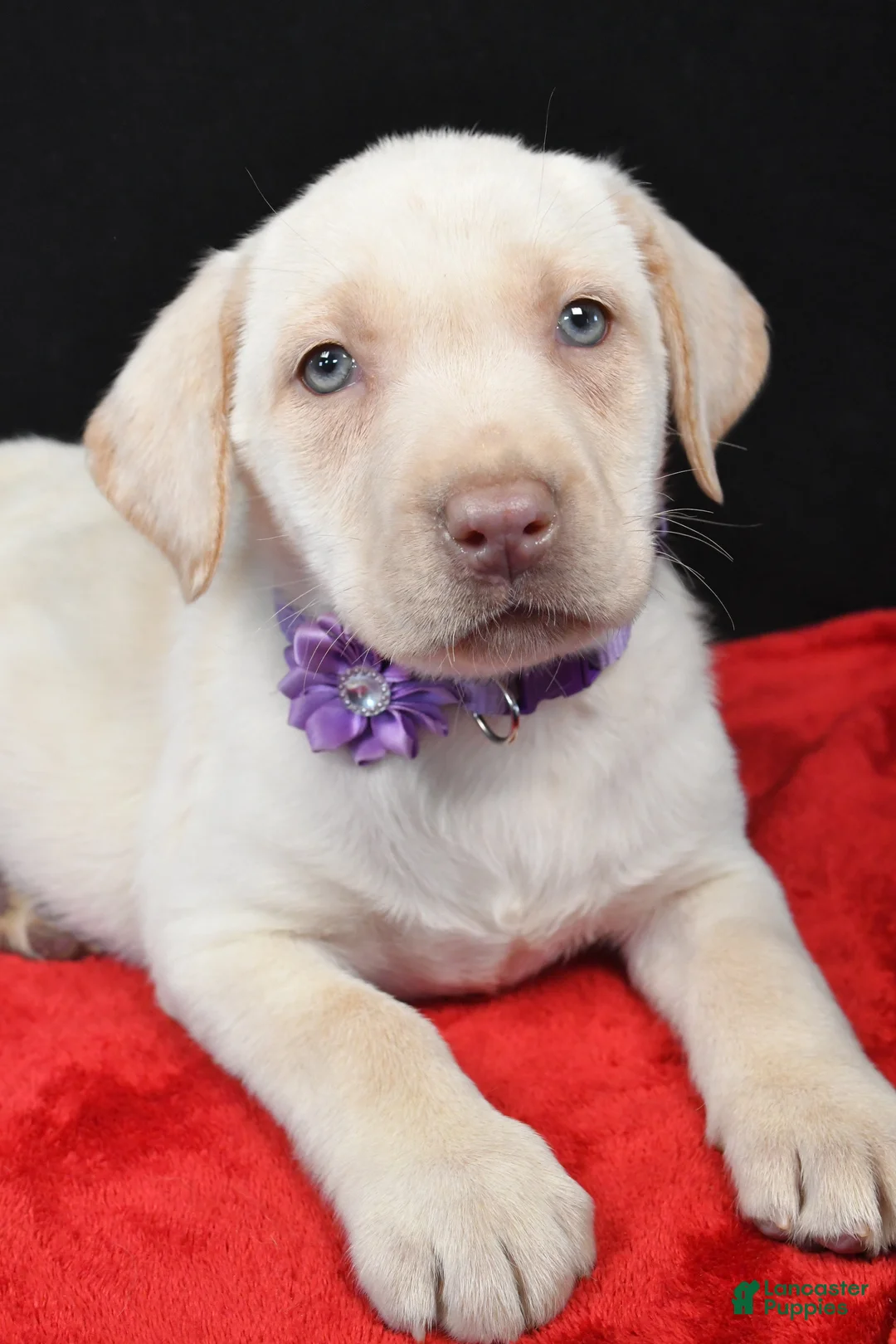 Labrador Retriever dogs for sale: Rita - Ad 4