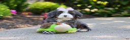 Mini Bernedoodle dogs for sale: Sophie - Ad 7