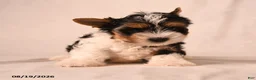 Biewer Terrier dogs for sale: Claire - Ad 4
