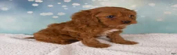 Cavapoo dogs for sale: Ellie - Ad 2