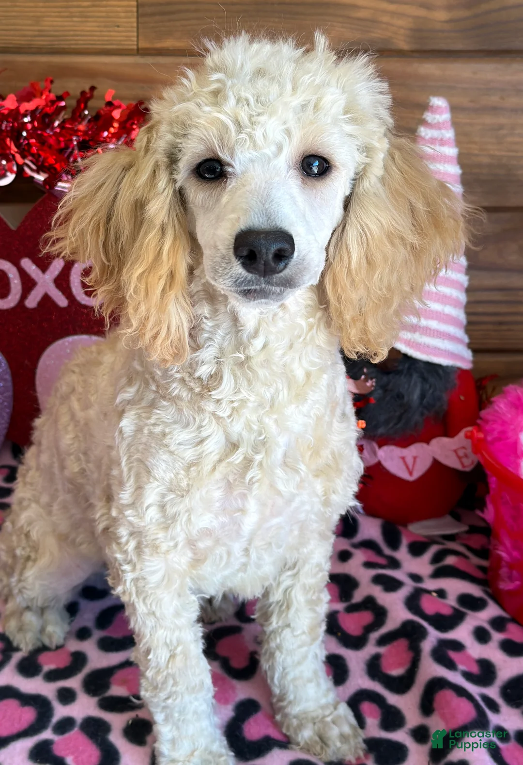 Miniature Poodle dogs for sale: Angie - Ad 2