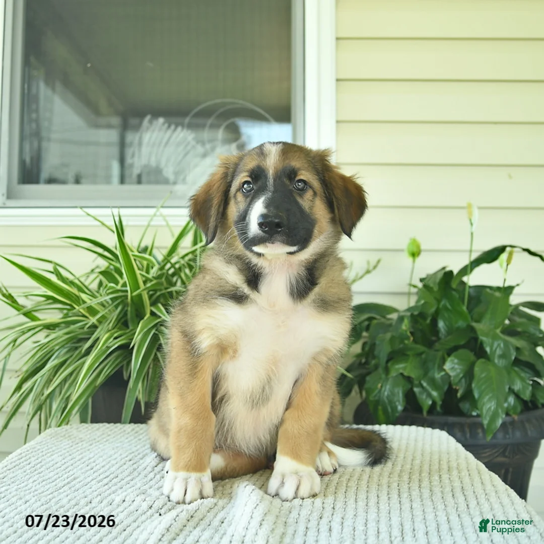 Mixed Breed dogs for sale: Rory  - Ad 5