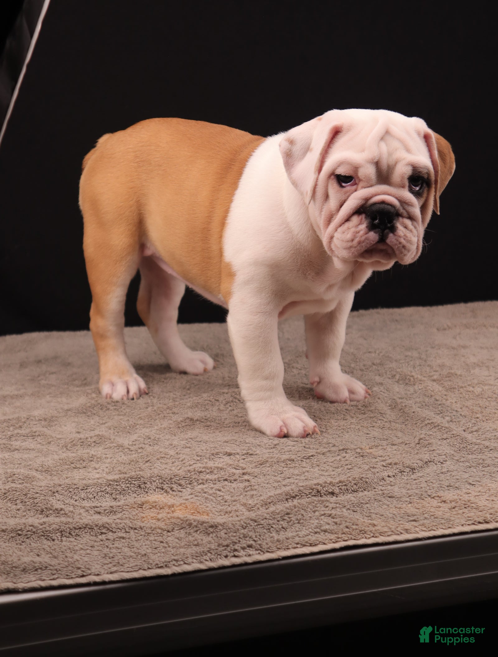 English Bulldog dogs Sally  - Ad 2