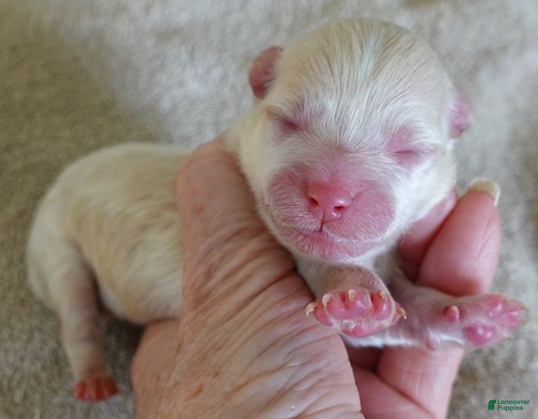 Maltipoo dogs for sale: Kyro boy - Ad 1