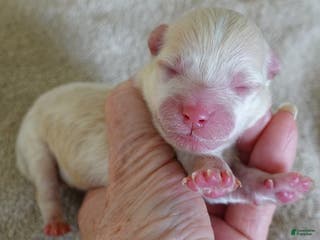 Maltipoo dogs Kyro boy - Ad 2