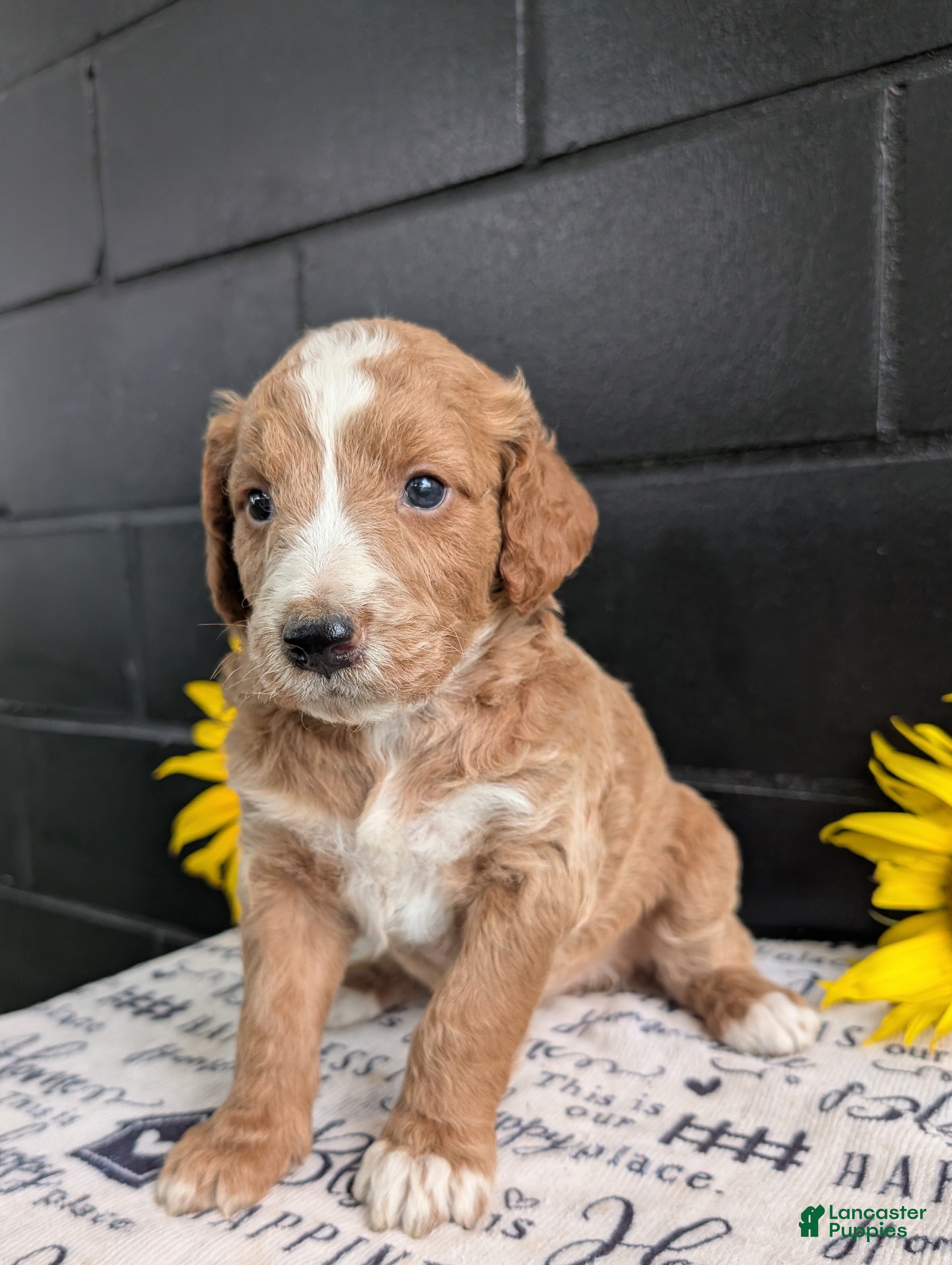Goldendoodle dogs Lola - Ad 2