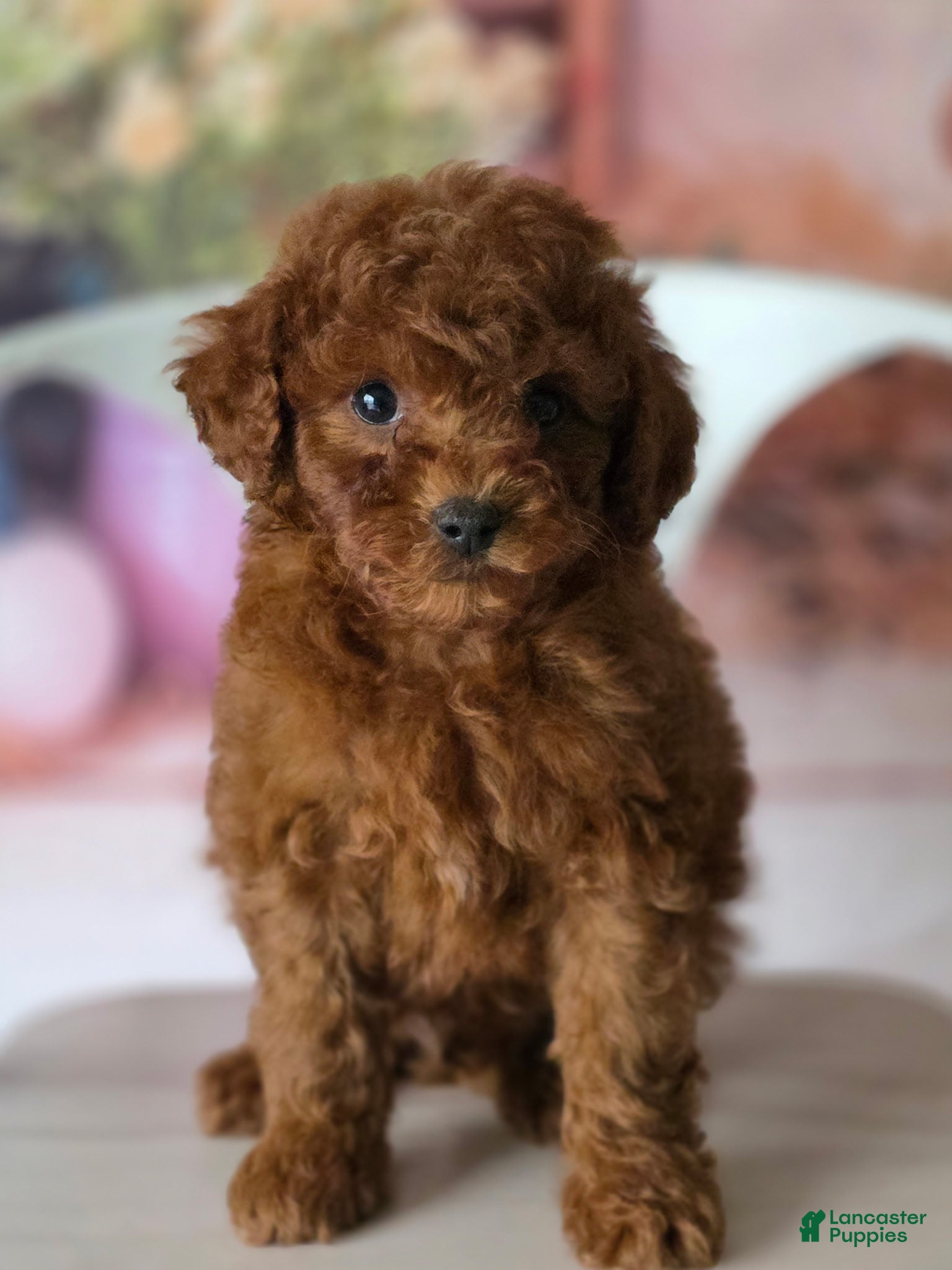 Toy Poodle dogs Boy 2 - Ad 7