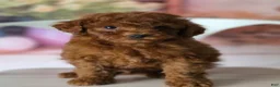Toy Poodle dogs for sale: Boy 2 - Ad 1