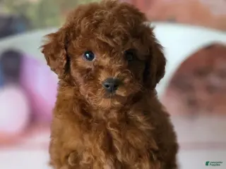 Toy Poodle dogs Boy 2 - Ad 7